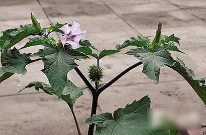 一家三口吃“情花”中毒 丈夫產(chǎn)幻覺勒索20萬