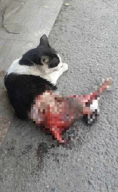   С؈����Ƥ̫�^��������݋�M�����Rِ��̎����