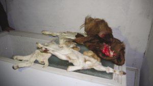 ����������Ͳ�����(d��ng)��ʬ�w��