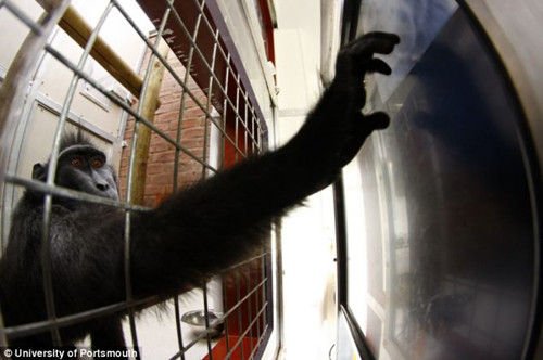 �о��Q�J��Ҳ����ƽ����X �ɷ����������Ӹ���