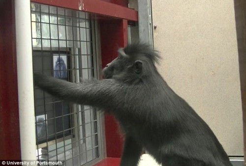 �о��Q�J��Ҳ����ƽ����X �ɷ����������Ӹ���