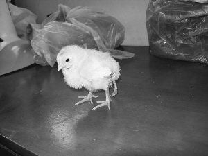 С�u�L(zh��ng)�����l�� ���L(zh��ng)������l�����鹥��(�D)