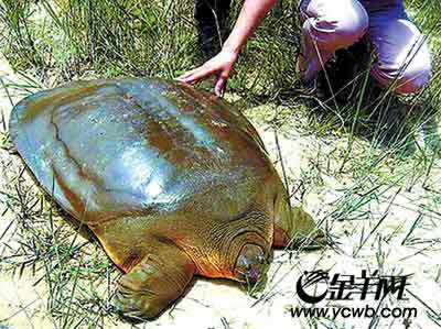 �O����ĳ���f�G����Ϫ�岶�@��27��8������M�(d��ng)��Y�ψDƬ��