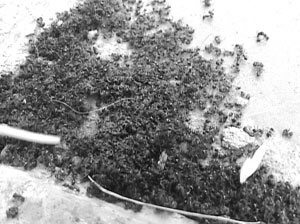 �ډ�����һȺ