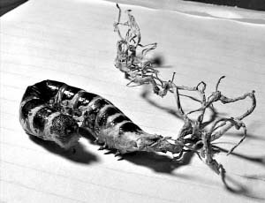 �����r��ֲ��