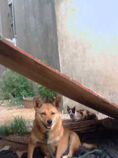 ���������B(y��ng)��һֻ����؈