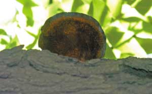 �L�ڹŻ���֦�^�Ę���������ӛ�� ������ �z 