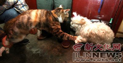 ���ϻ��������ϳ󡱱���(b��o)ӛ�� ����� �z