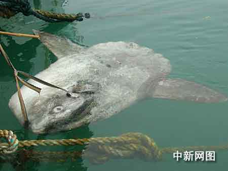 �O�񲶫@�Ĺ��~�� ���ߣ�����