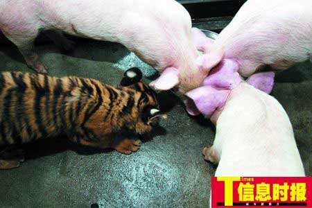 �i����������ֻ���z��С�ϻ� �c�i�ֵ���̎��Ǣ