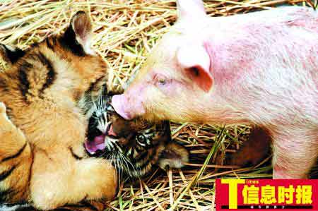 �i����������ֻ���z��С�ϻ� �c�i�ֵ���̎��Ǣ